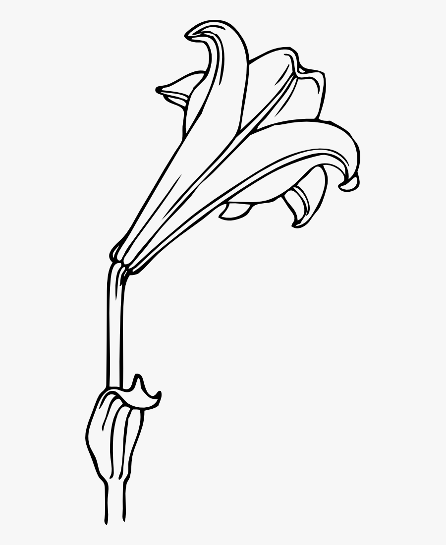 Bermuda Lily Black White Line Art 555px - Lily Clip Art, Transparent Clipart