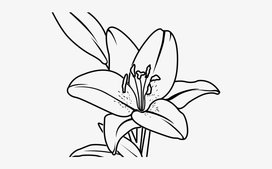 Black And Flower Lily Flower Png, Transparent Clipart