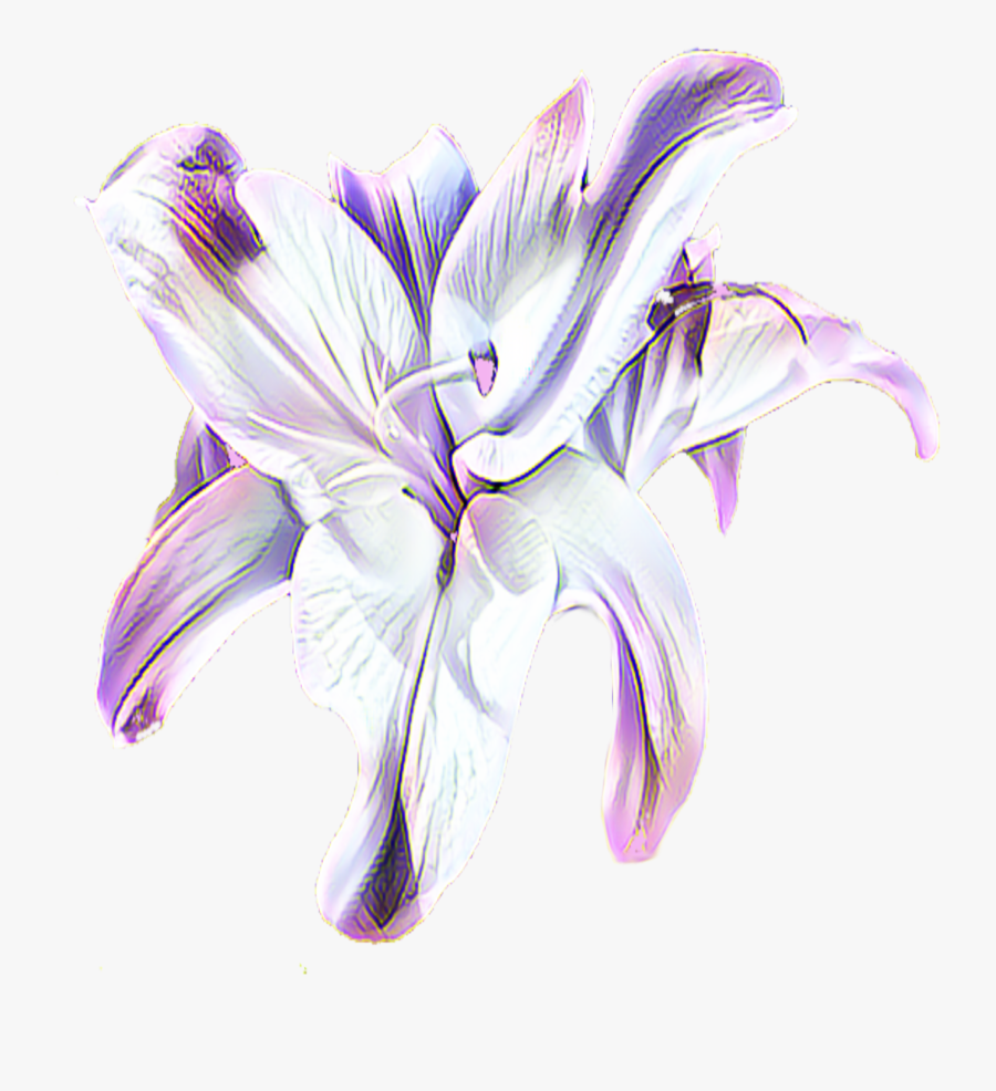 Clip Art Of An Flower Or Lily Done In Purple, Black - White Flowers Clip Art Transparent Background, Transparent Clipart
