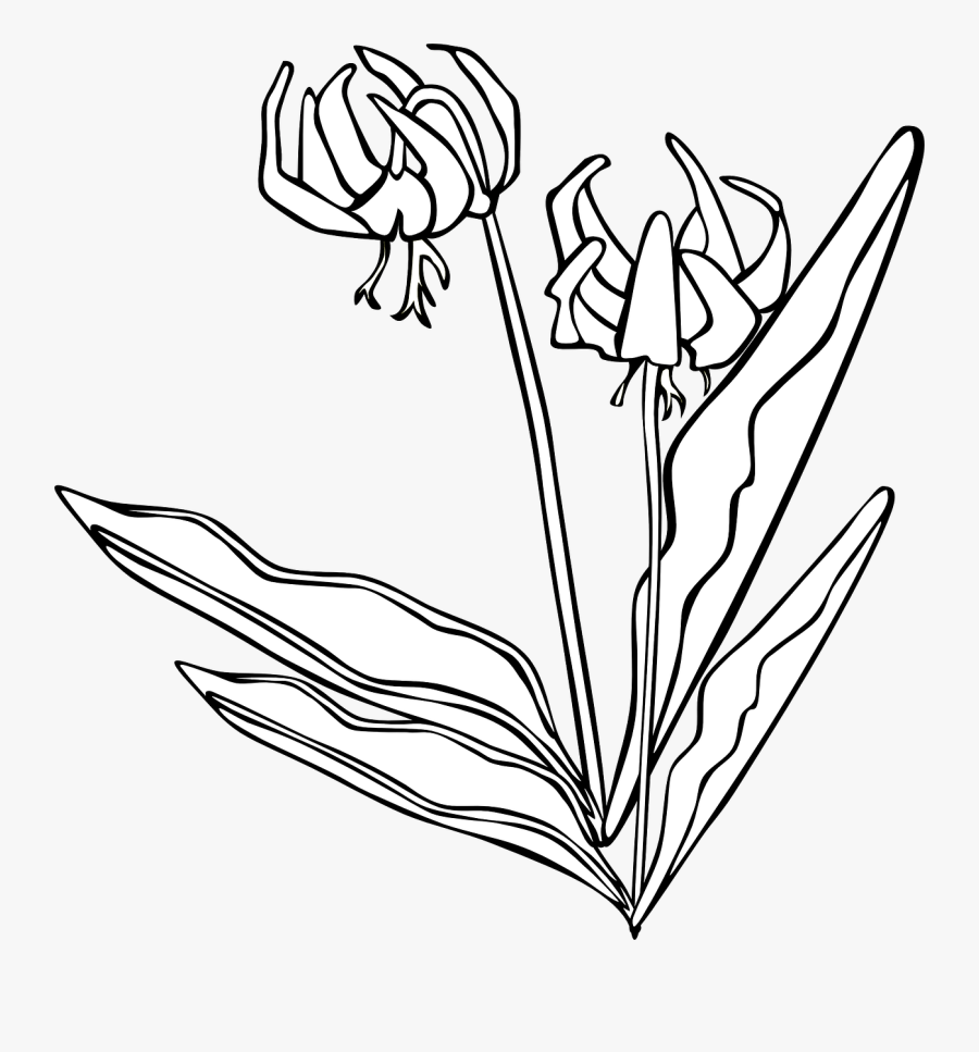 Yellow Avalanche Lily Coloring Page Svg Clip Arts - Fawn Lilies, Transparent Clipart