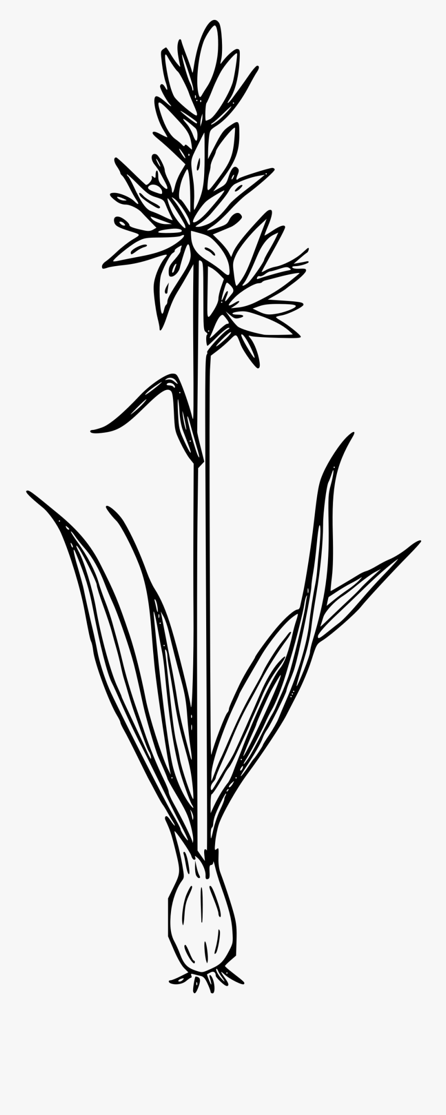 Camas Lily - Camas Lily Black And White, Transparent Clipart