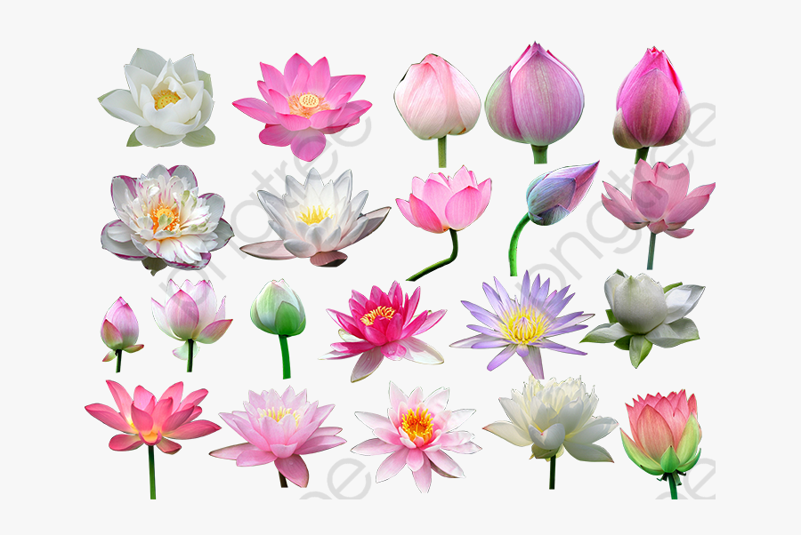 Water Lilies - Water Lily Vector Free, Transparent Clipart
