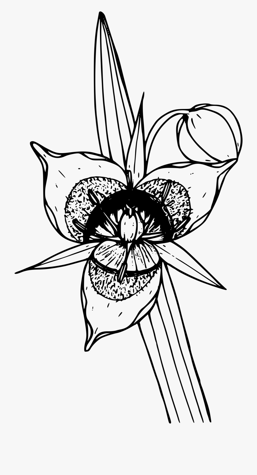 Cat"s Ear Lily Clip Arts - Portable Network Graphics, Transparent Clipart