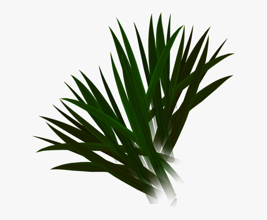 Grass, Transparent Clipart