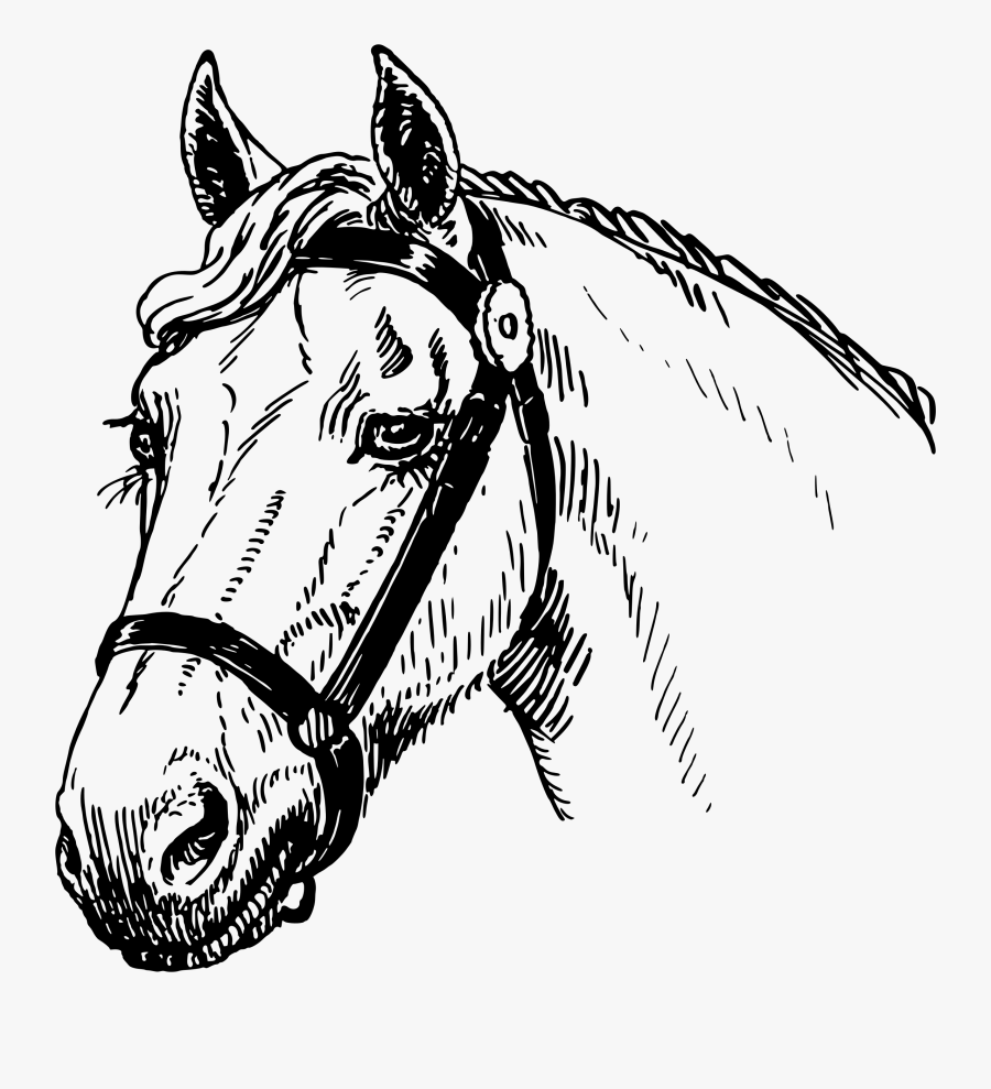 Horse Head - Horse Head Sketch Big, Transparent Clipart