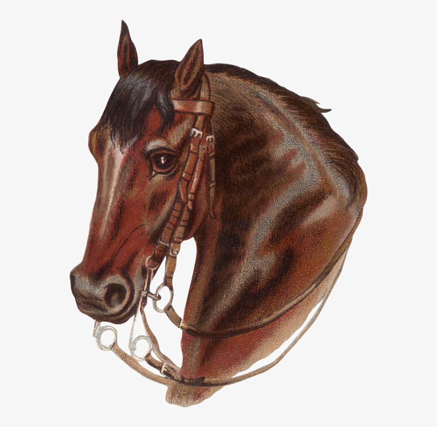 Stitch, Transparent Clipart