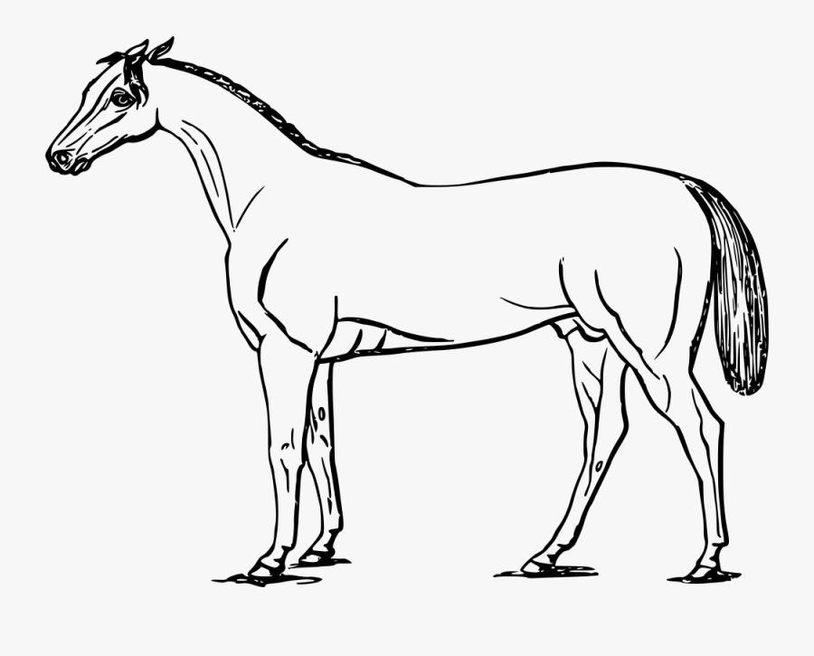 Horse - Big Picture Of Horse Drawing, Transparent Clipart