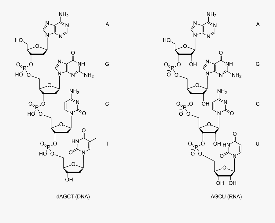 Clip Art Chemistry Formula - 5 3 Rna, Transparent Clipart