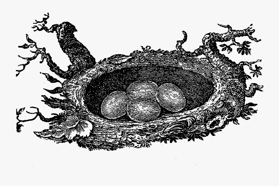 Bird Nest, Transparent Clipart