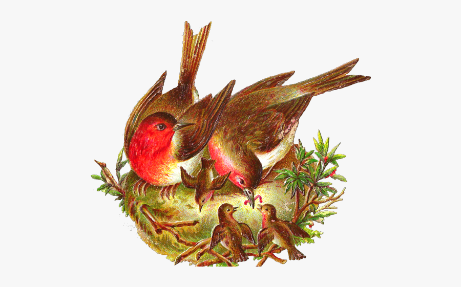 Bird With Nest Png, Transparent Clipart
