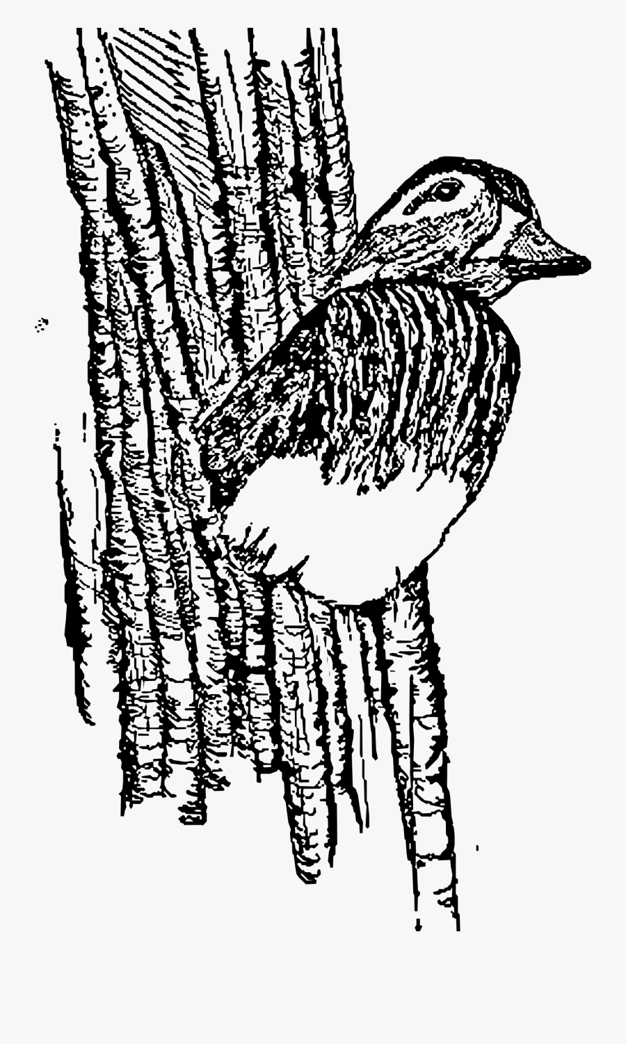 Hen Wood Duck In Nest Clip Arts - Duck, Transparent Clipart