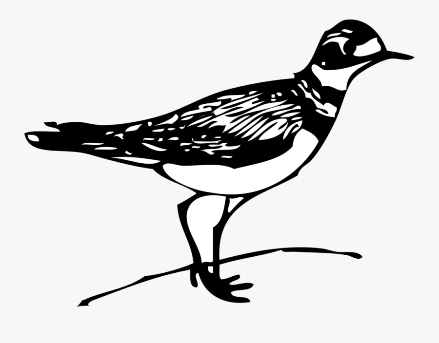 Line Art,wildlife,water Bird - Killdeer Clip Art, Transparent Clipart