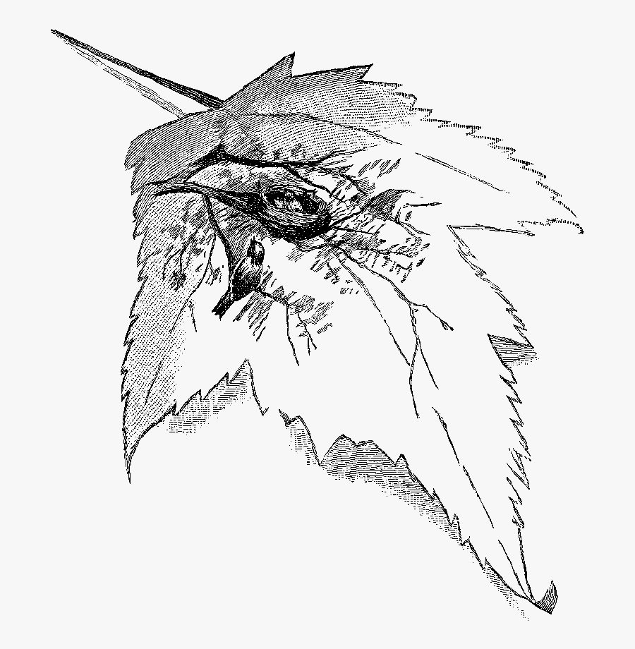 Sketch, Transparent Clipart