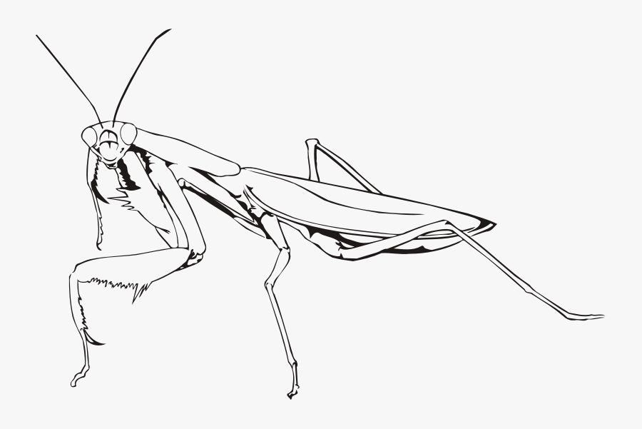 Clip Art Stock Clipart Praying Outline Medium Image - Praying Mantis Clip Art Black And White, Transparent Clipart