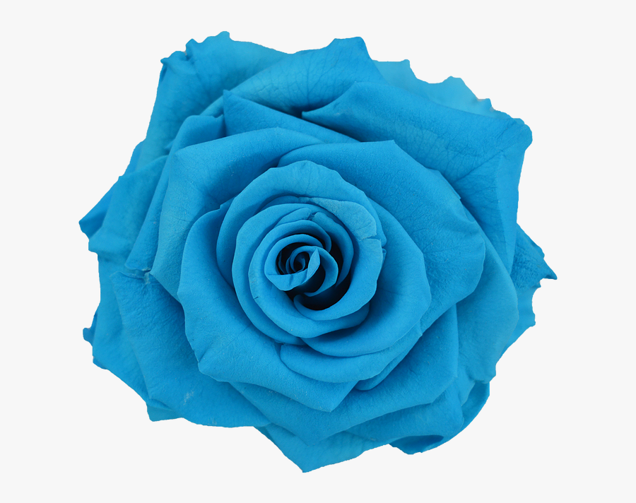 Preserved Rose Light Blue - Light Blue Blue Roses Png, Transparent Clipart