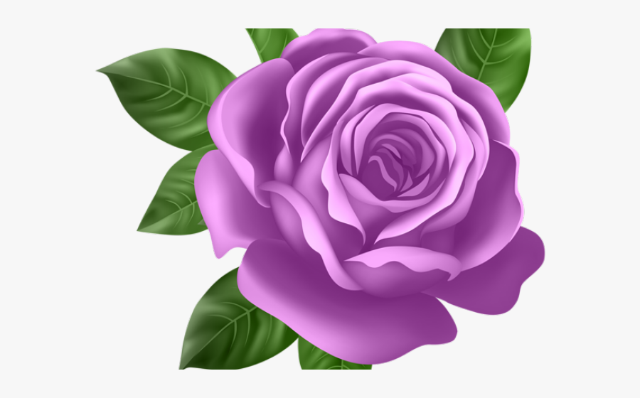 Pink Rose Transparent Background, Transparent Clipart