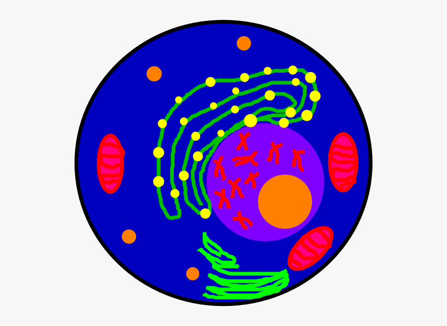 Circle, Transparent Clipart