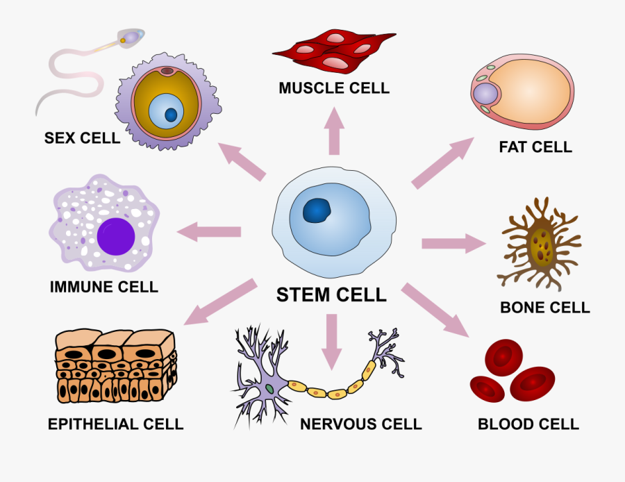 Uses Of Stem Cells, Transparent Clipart
