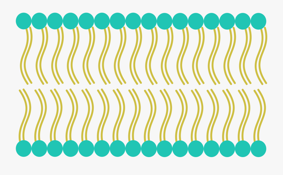 Cell Membrane Clip Arts - Cell Membrane Png, Transparent Clipart