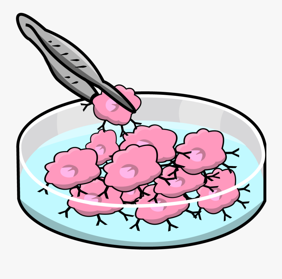 Monoclonal Production - Cell Line Clip Art, Transparent Clipart