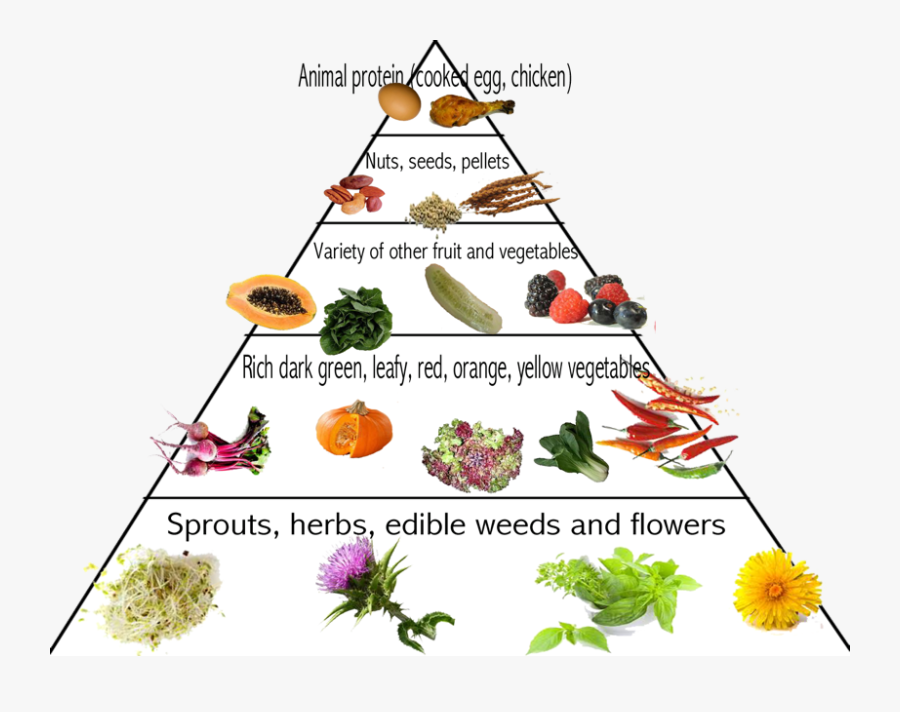 Transparent Food Pyramid Clipart - Food Pyramid For Parrots, Transparent Clipart