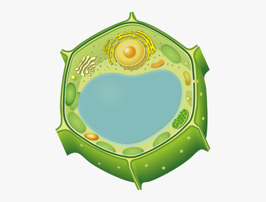 Plant Cell Png, Transparent Clipart