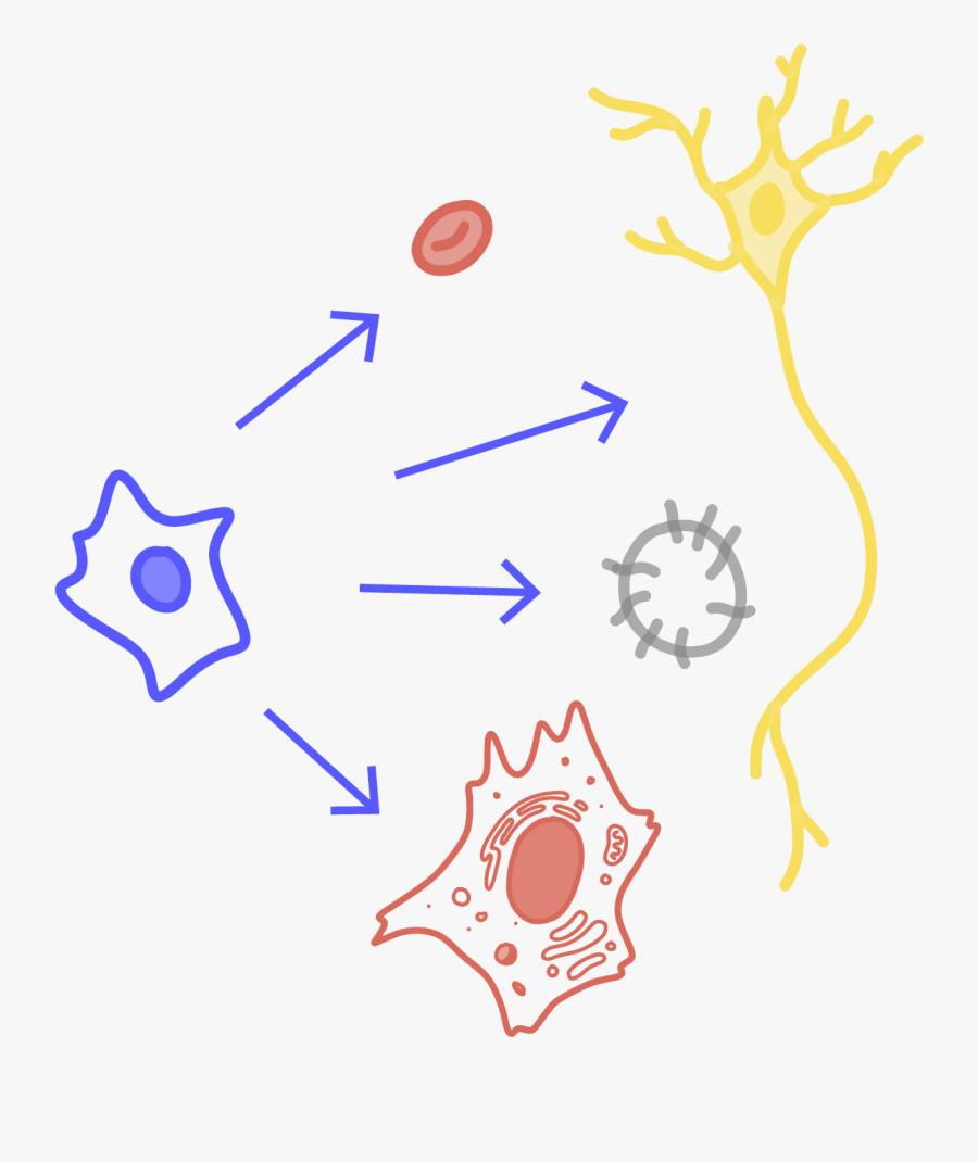 Image Of A Stem Cell Transforming Into Different Types, Transparent Clipart