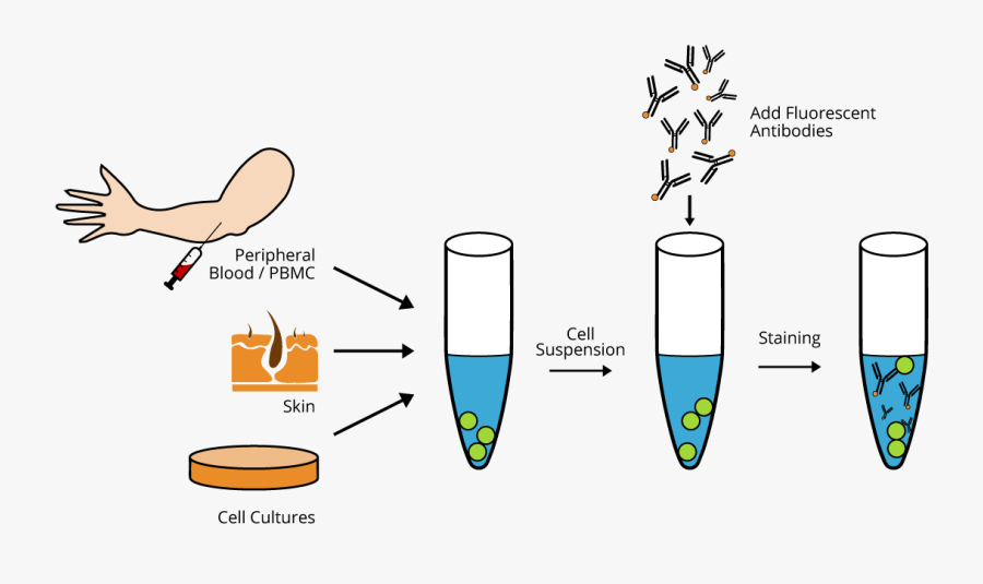 Red Cell Suspension Preparation, Transparent Clipart