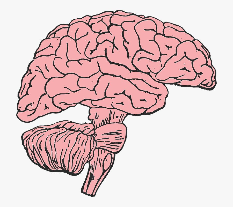 Brain, Mind, Think, Idea, Human, Medicine, Anatomy - Brain Clip Art, Transparent Clipart