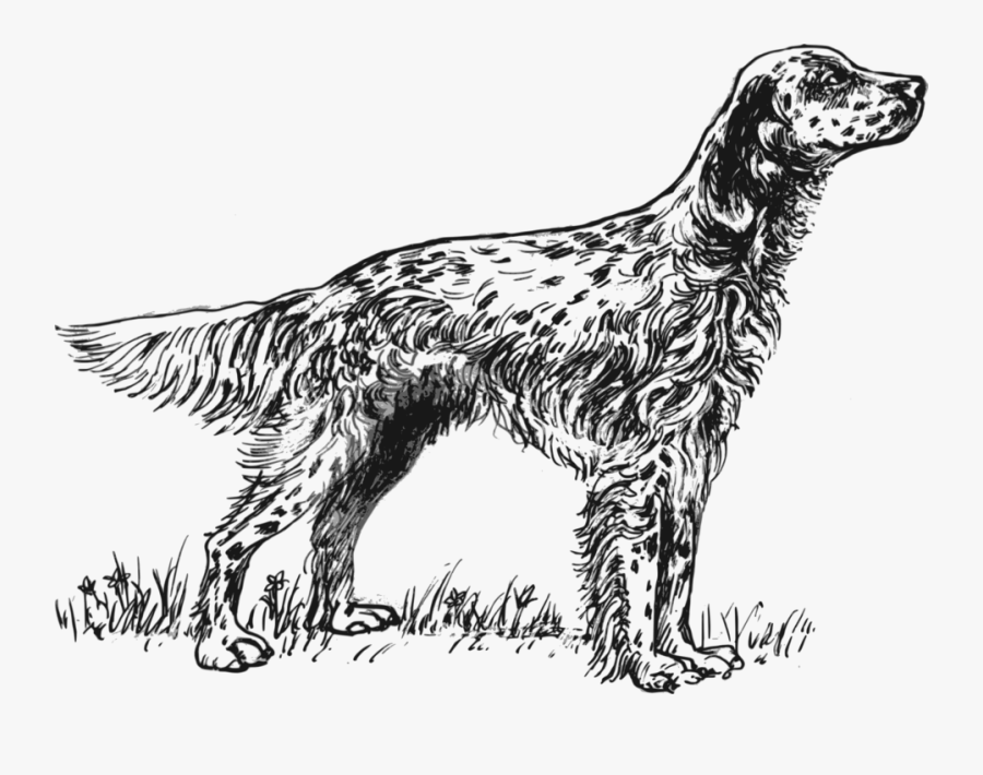 English Setter Coloring Pages, Transparent Clipart