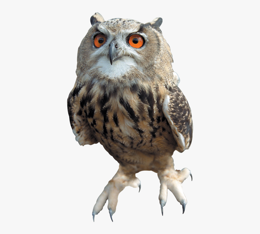 Owl Png, Transparent Clipart