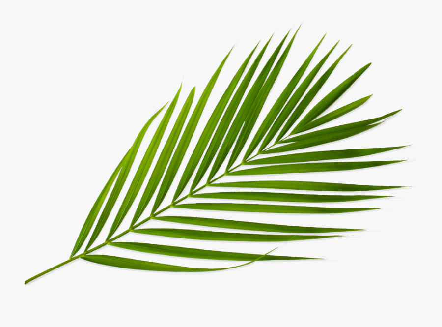 Sabal Minor, Transparent Clipart