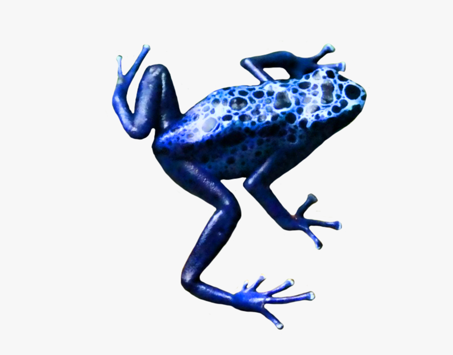 Frog,poison Dart Frog,amphibian,tree Frog,blue,cobalt - Poison Dart Frog Transparent Background, Transparent Clipart
