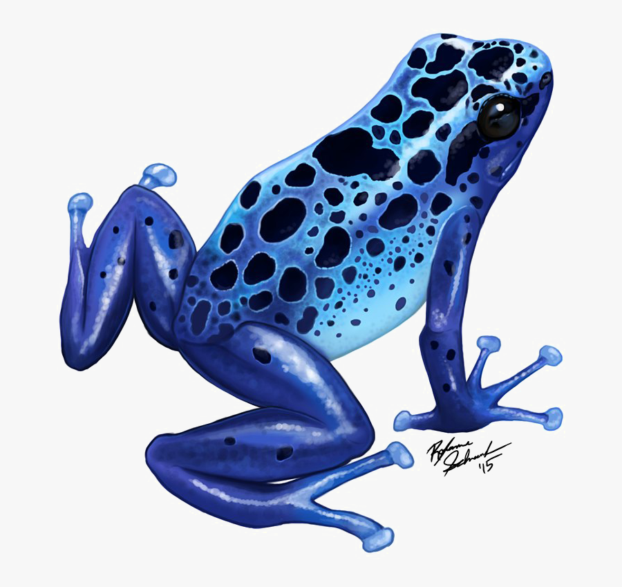 Poison Dart Frog Png Transparent Image - Blue Poison Dart Frog Drawing, Transparent Clipart
