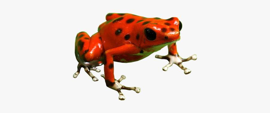 Poison Dart Frog Png Free Download - Poison Dart Frog Transparent, Transparent Clipart