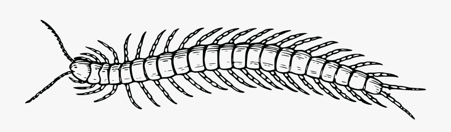 Centipede Sketch - Centipede Black And White, Transparent Clipart