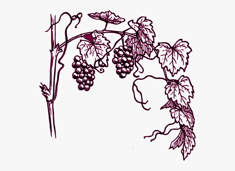 Grapes Black And White , Free Transparent Clipart - ClipartKey.