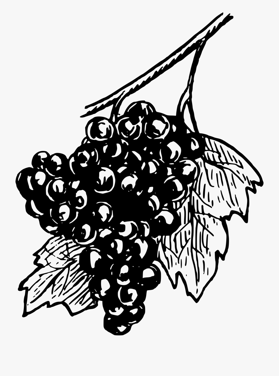 Transparent Grapevine Clipart - Grape Draw Png, Transparent Clipart