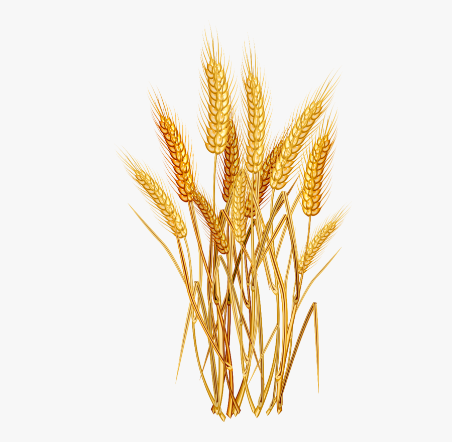 E Ad F - Wheat Vector Free, Transparent Clipart