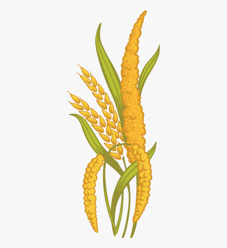 Ancient Grains Cliparts - Clipart Grain Millet, Transparent Clipart