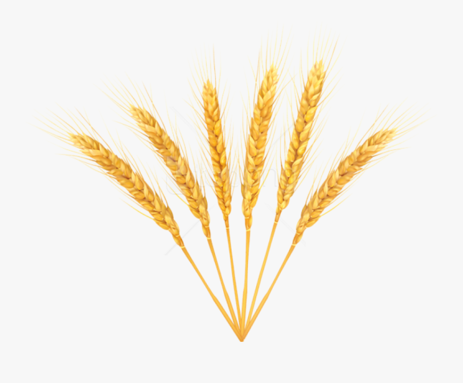 Wheat Clipart Stalk - Transparent Background Wheat Transparent, Transparent Clipart