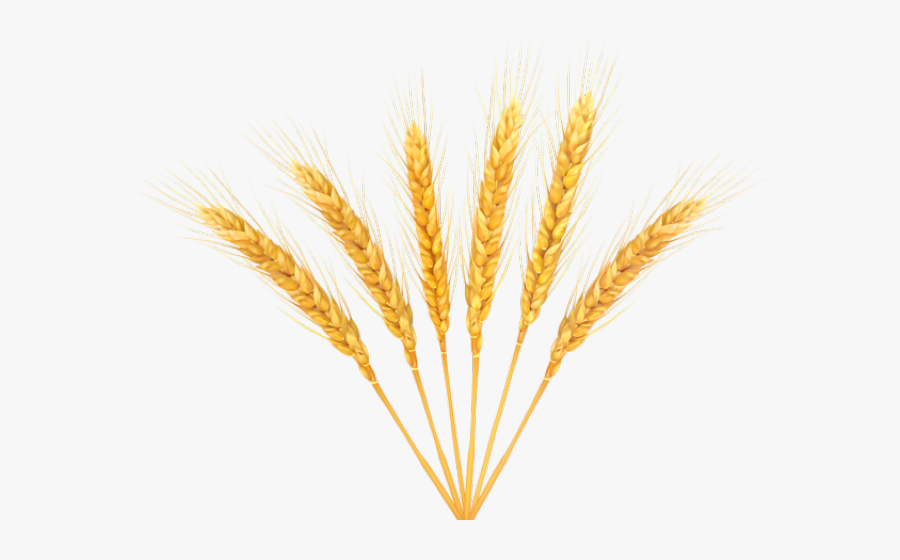 Vector Library Library Free On Dumielauxepices Net - Transparent Background Wheat Transparent, Transparent Clipart
