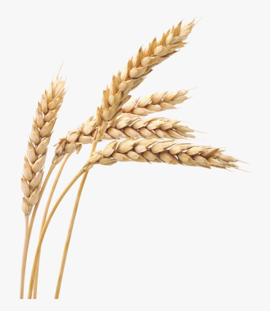 Wheat Png Image - Grain Png, Transparent Clipart