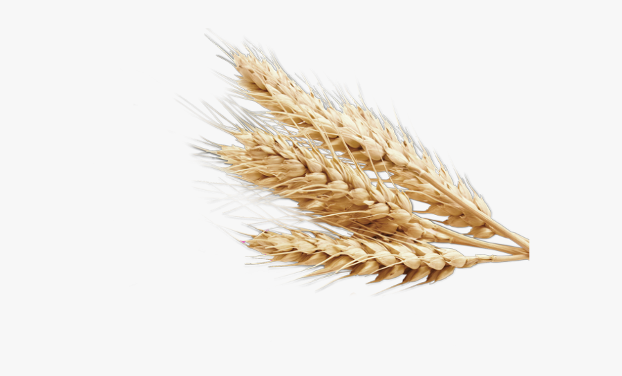 Transparent Wheat Png Vector, Transparent Clipart