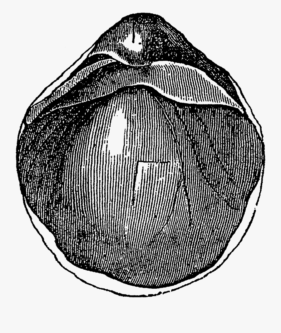 Digital Stamp Design Stock - Circle, Transparent Clipart