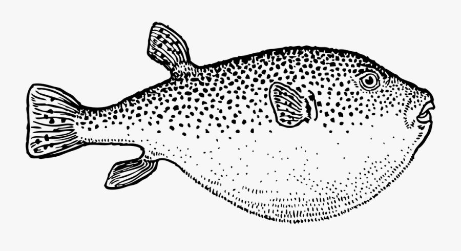 Fish Puffer Sea Animal Scary Spikes Blow Swell - Blow Fish Black And White, Transparent Clipart