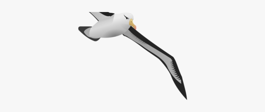 Albatros Clipart Transparent Background, Transparent Clipart