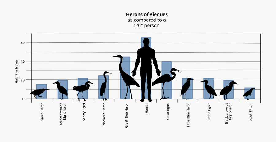 Transparent Great Blue Heron Clipart - Great Blue Heron Size Comparison, Transparent Clipart