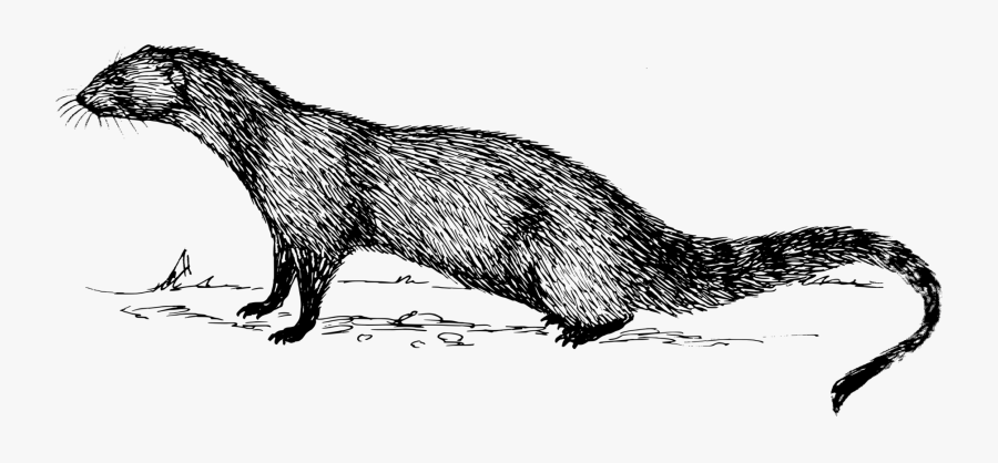 Otters Drawing Pencil Huge Freebie Download For Powerpoint - Mongoose Black And White, Transparent Clipart