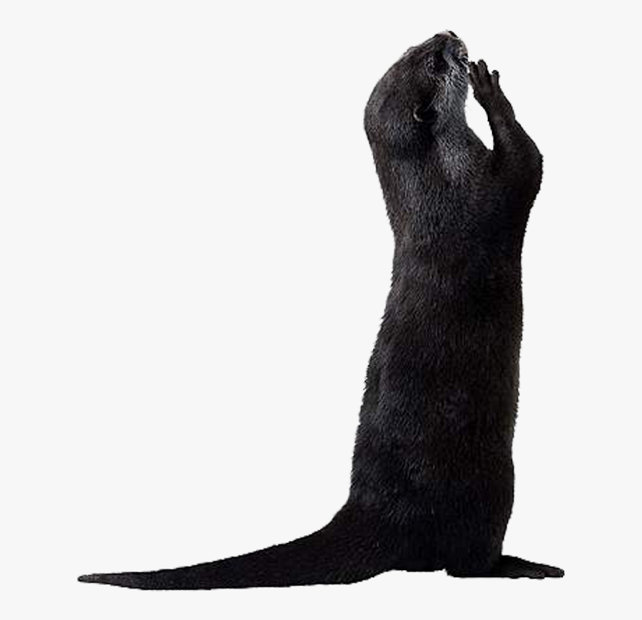 Otter Png Picture - Ottet Png, Transparent Clipart